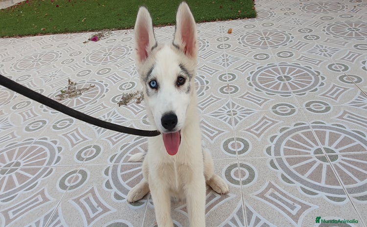 Husky Siberiano perros - Anuncio 3