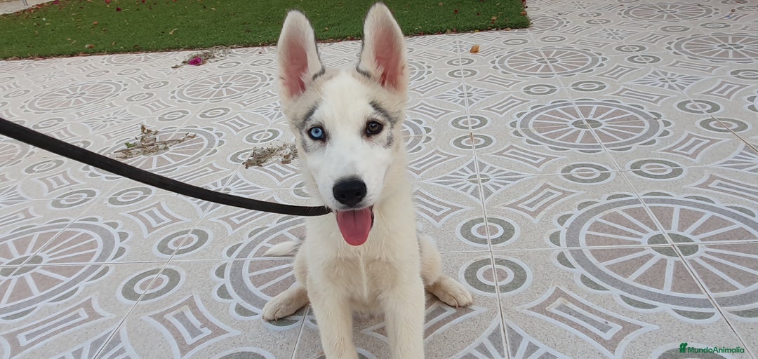 Husky Siberiano perros en venta: Cachorros Husky Siberiano  - Imagen 1
