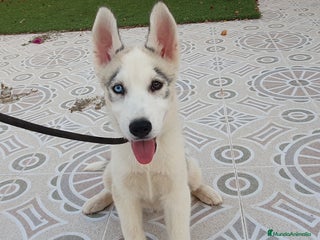 Husky Siberiano perros - Anuncio 5