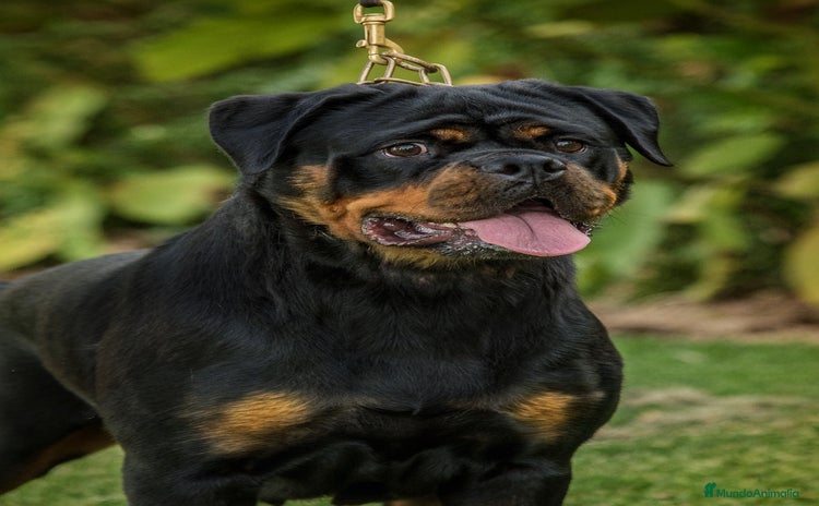 Rottweiler perros - Propaganda 1