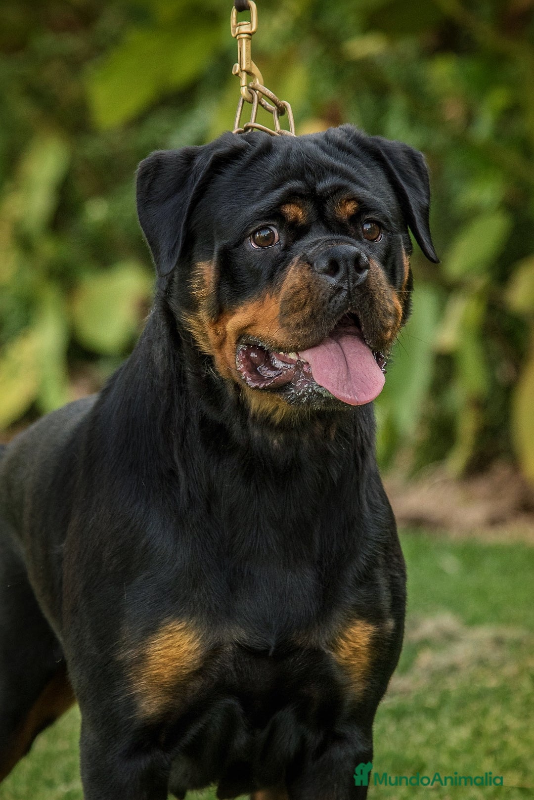 Rottweiler perros en adopcion: Hembra adulta con pedigree - Imagen 1