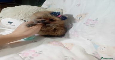 Pomerania perros - Anuncio 3