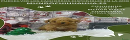 Caniche Toy perros en venta: PRECIOSOS CANICHE  ROJO LINEA TOY  - Anuncio 10