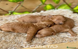 Caniche Toy perros en venta: Camada de Violet  - Imagen 4