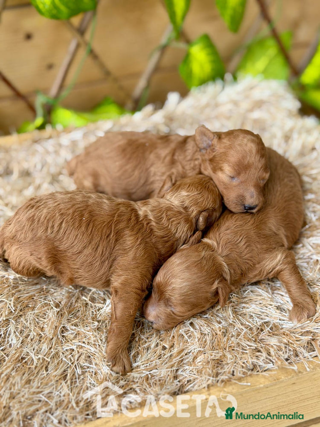 Caniche Toy perros en venta: Camada de Violet  - Imagen 4