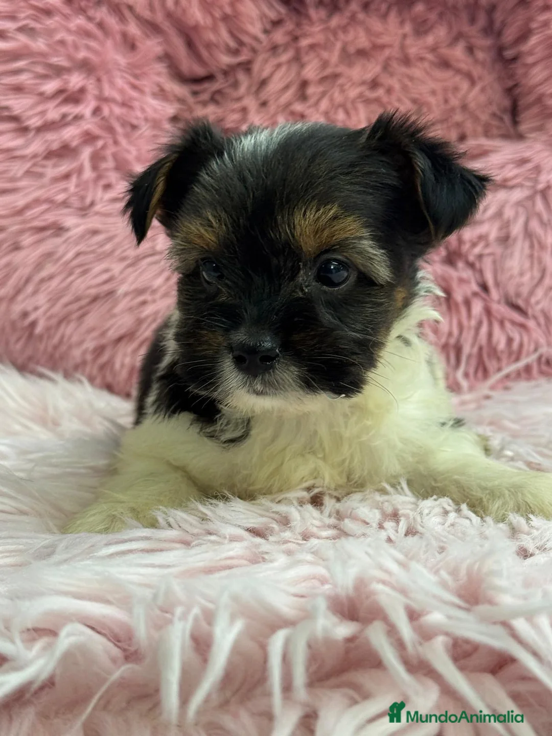Biewer Yorkshire Terrier a la Pom Pon perros en venta: Preciosos Biewer  - Anuncio 8