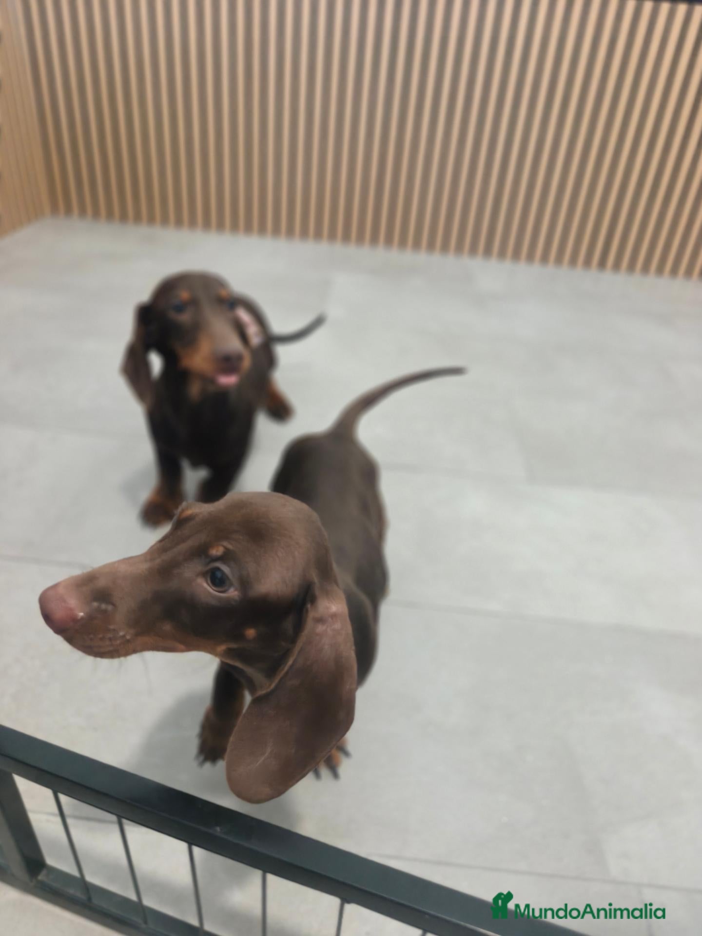 Teckel Miniatura perros Teckel Mini chocolate machos  - Anuncio 6