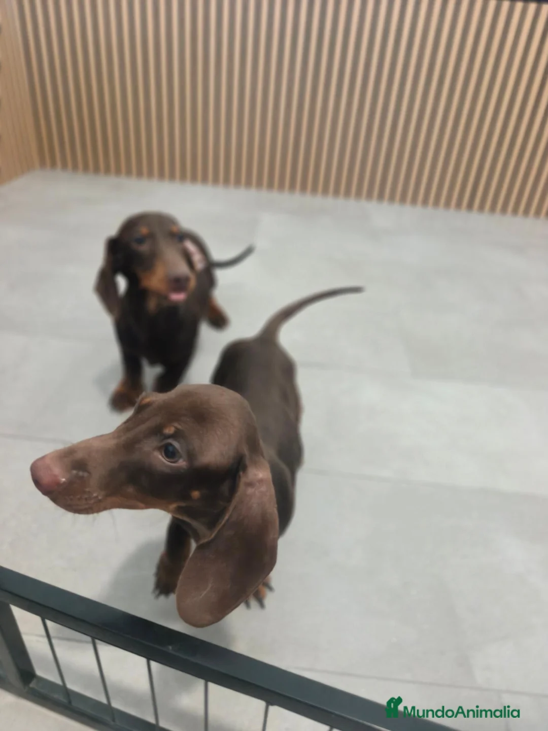 Teckel Miniatura perros en venta: Teckel Mini chocolate machos  - Anuncio 1