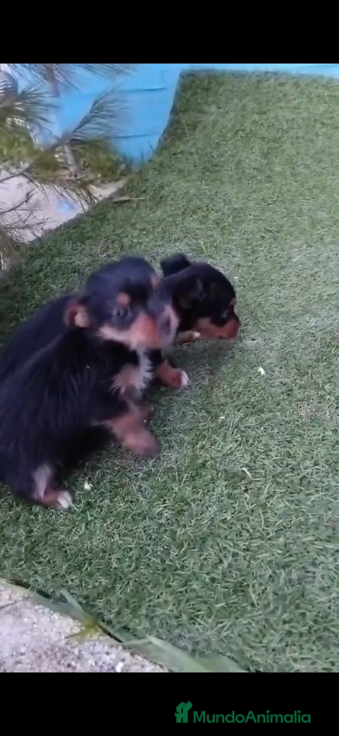 Yorkshire Terrier perros en venta: Yorkshire  - Anuncio 1