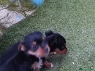 Yorkshire Terrier perros Yorkshire - Anuncio 1