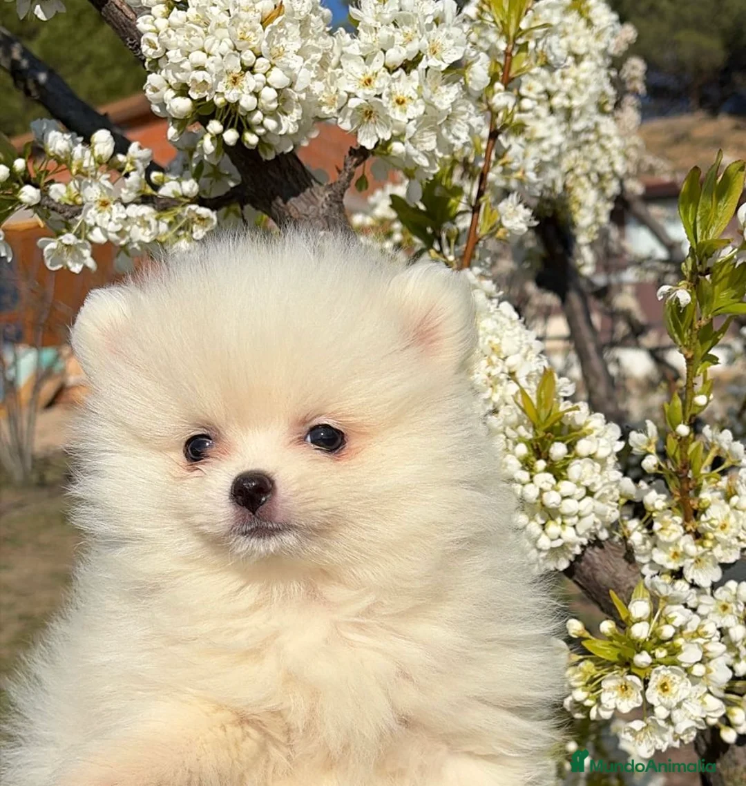 Pomerania perros en venta: Pomerania Macho disponible !!! - Anuncio 2