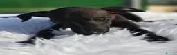 Pequeño Lebrel Italiano perros en venta: Cachorros Piccolo (galgo italiano) - Anuncio 2