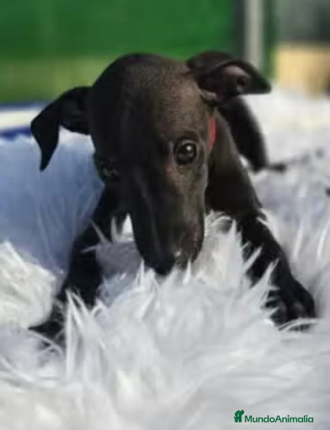 Pequeño Lebrel Italiano perros en venta: Cachorros Piccolo (galgo italiano) - Anuncio 2