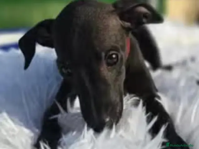 Pequeño Lebrel Italiano perros Cachorros Piccolo (galgo italiano) - Anuncio 2