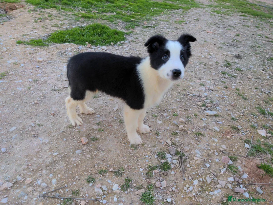 Border Collie perros en venta: Camada de border collie - Anuncio 8