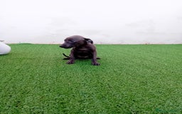 Pequeño Lebrel Italiano perros en venta: PICCOLO BLUE-OJOS AZULES - Anuncio 7