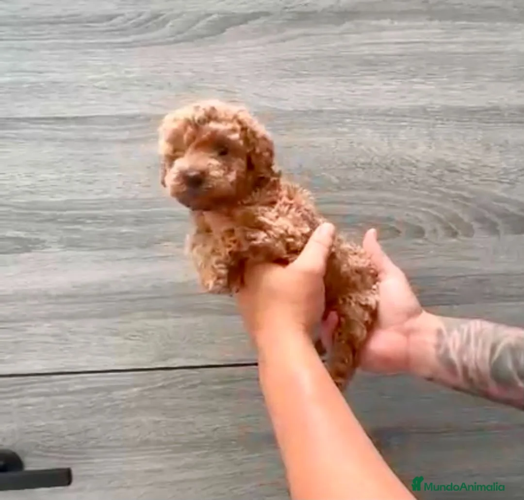 Caniche Toy perros en venta: Caniche toy apricot - Anuncio 2