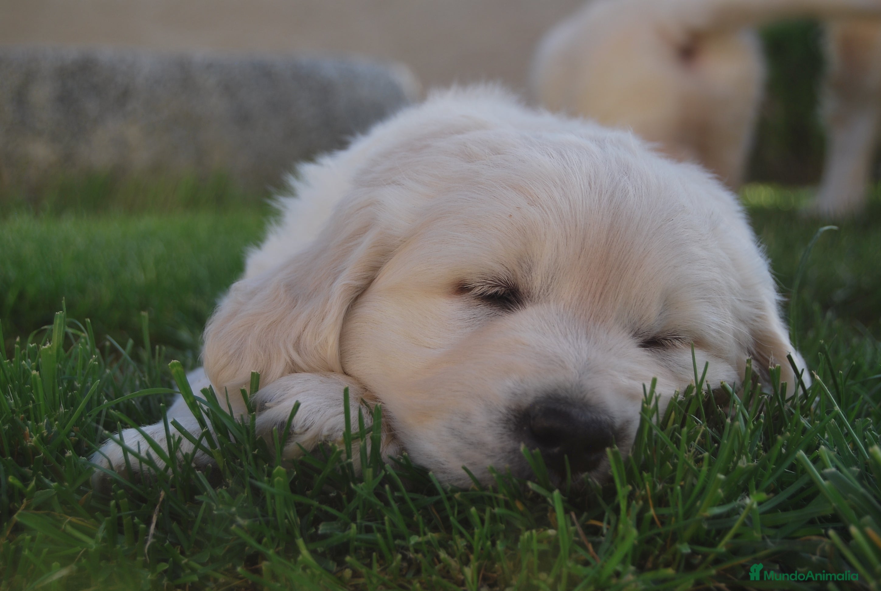 Golden Retriever perros Golden retriever , cachorros en Zaragoza - Anuncio 37