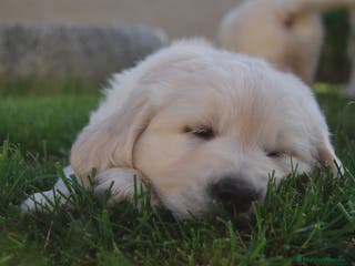 Golden Retriever perros Golden retriever , cachorros en Zaragoza - Anuncio 11