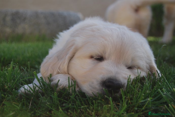 Golden Retriever perros en Zaragoza - Anuncio 1