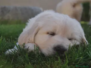 Golden Retriever perros Golden retriever , cachorros en Zaragoza - Anuncio 12
