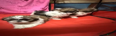 Shih Tzu Cachorro 5