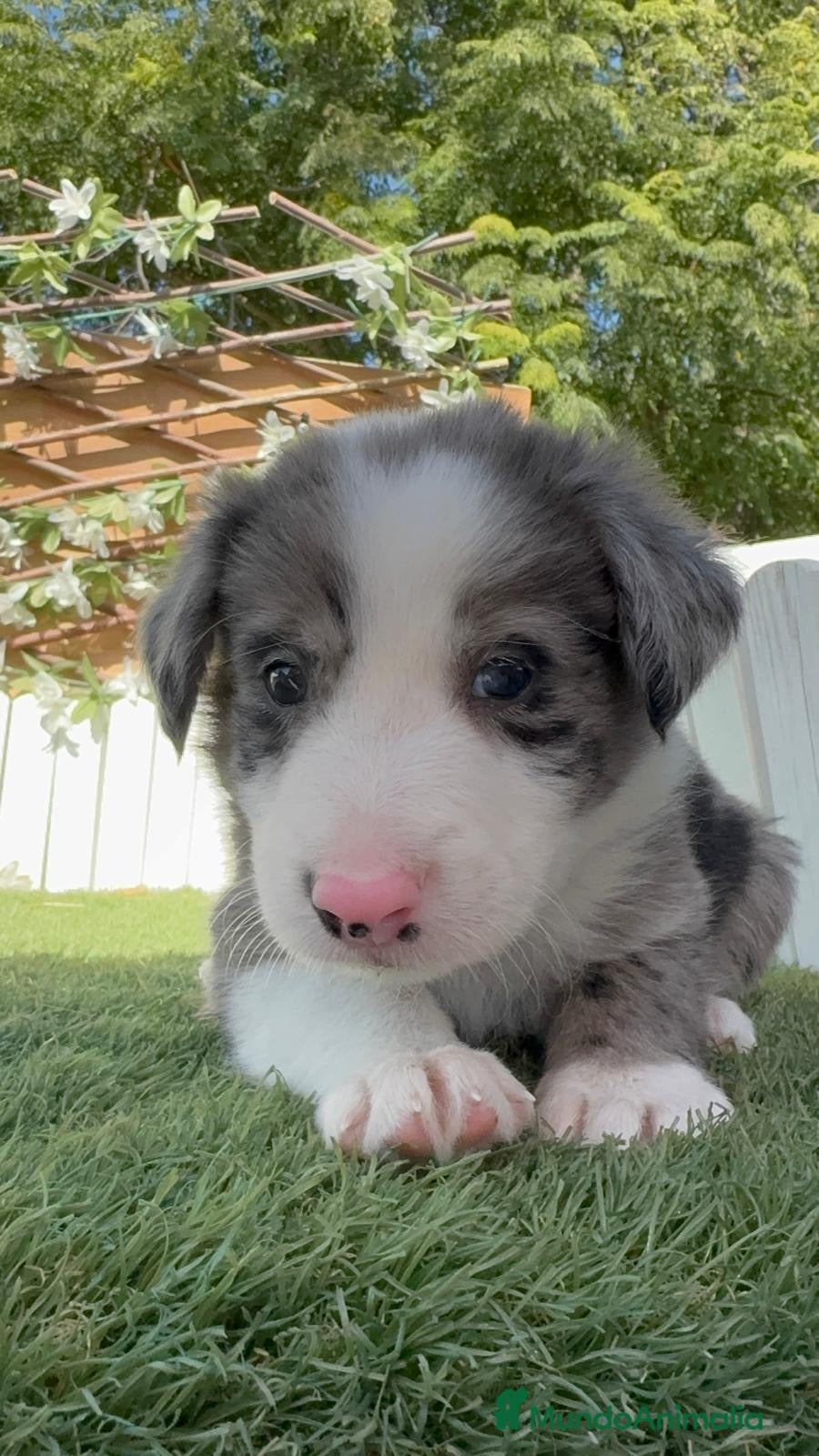 Border Collie perros BORDER COLLIE MERLE - MACHO - Anuncio 2