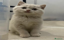 Británico de Pelo Corto gatos en venta: Cachorritos British Shorthair en Alicante - Imagen 2