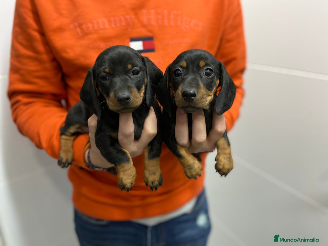 Teckel Miniatura perros en venta: Teckel 650€ ¡PRECIO REAL! - Imagen 2