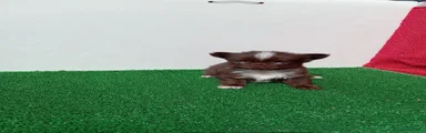 Chihuahua 2