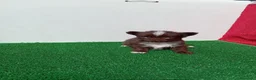 Chihuahua perros en venta: PRECIOSOS CHIHUAHUA RUSO Y ASIÁTICO - Anuncio 8