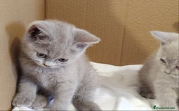 Británico de Pelo Corto Azul gatos en venta: British Shorthair  - Imagen 13