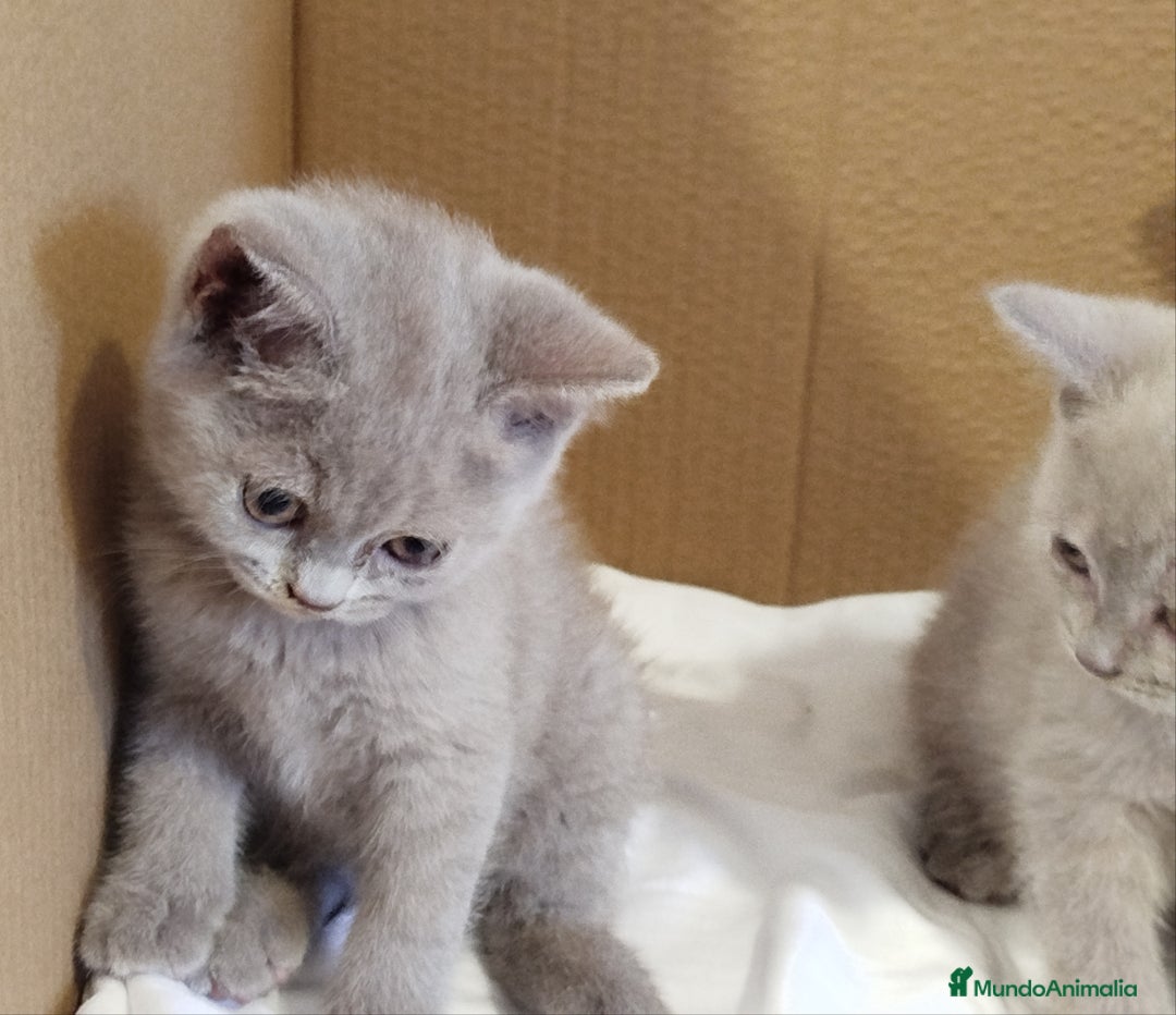 Británico de Pelo Corto Azul gatos en venta: British Shorthair  - Imagen 13