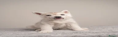 Husky Siberiano 3