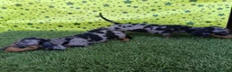 Teckel Miniatura perros en venta: Cachorros de Teckel miniatura  - Anuncio 2
