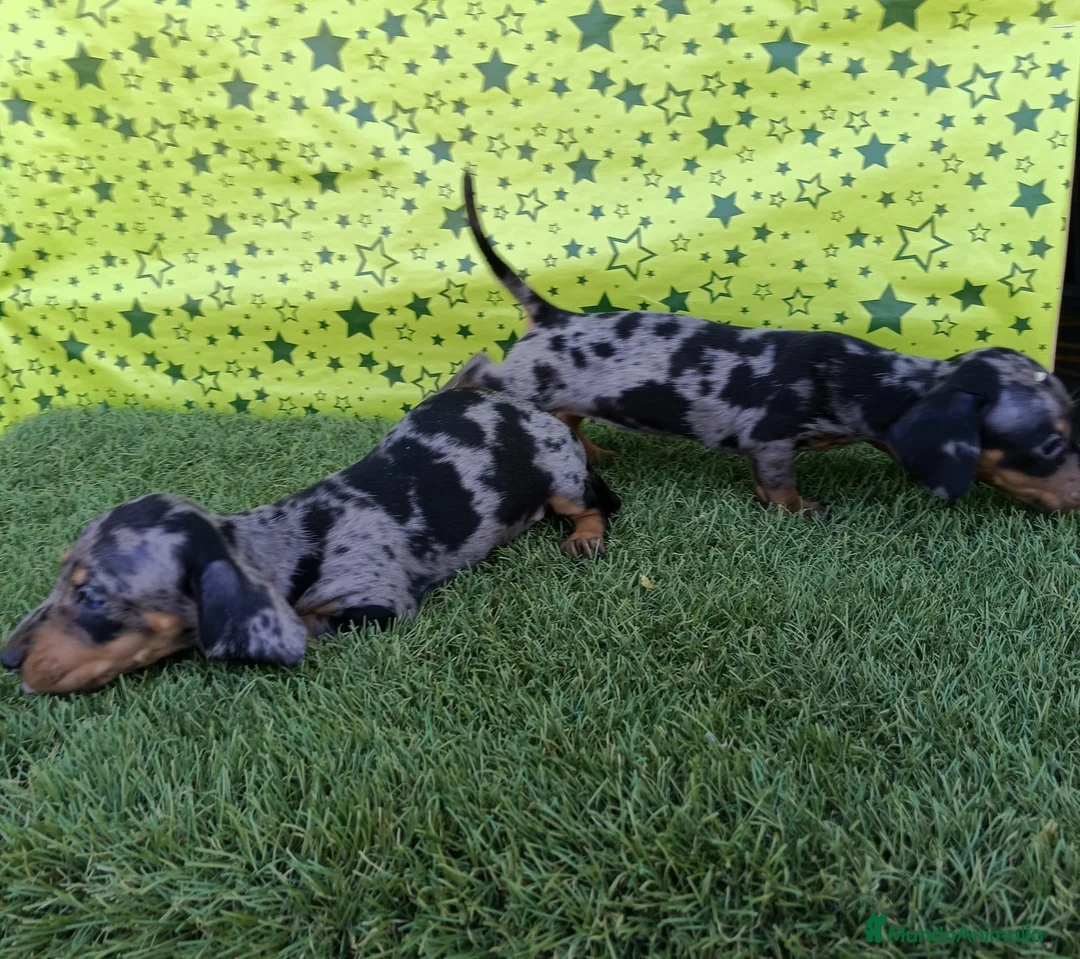 Teckel Miniatura perros en venta: Cachorros de Teckel miniatura  - Anuncio 2