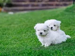 Bichón Maltés perros bichon maltes - Anuncio 1