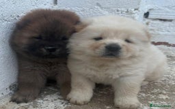 Chow Chow perros en venta: Chow chow  - Imagen 1