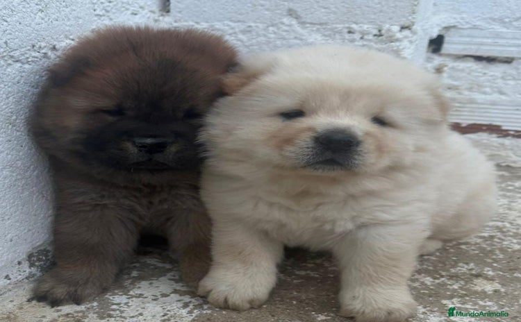 Chow Chow perros - Anuncio 2