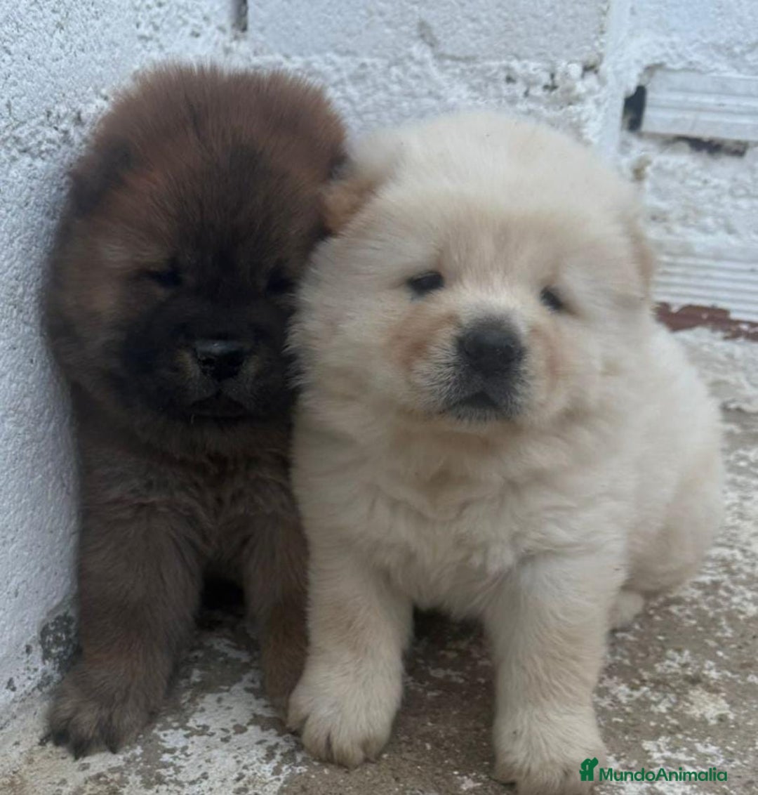 Chow Chow perros en venta: Chow chow  - Imagen 1