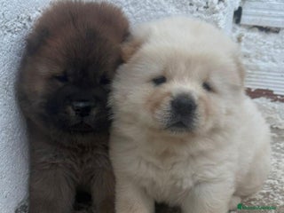 Chow Chow perros - Anuncio 28
