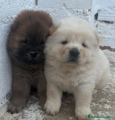 Chow Chow perros - Anuncio 1