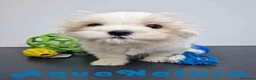Bichón Habanero perros en venta: Bichon Habanero Macho 6220 AQUANATURA - Anuncio 2