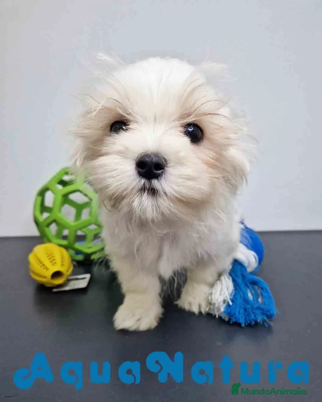Bichón Habanero perros en venta: Bichon Habanero Macho 6220 AQUANATURA - Anuncio 2