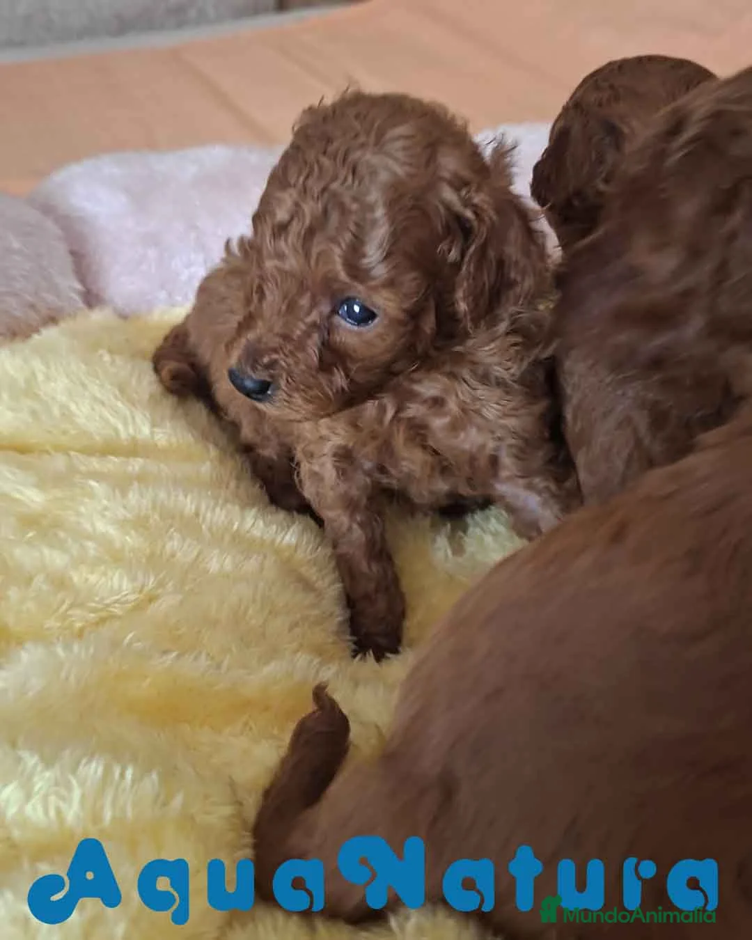 Caniche Toy perros en venta: Camada Caniche Machos Virgi AQUANATURA - Anuncio 5