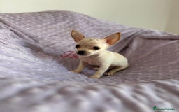 Chihuahua perros en venta: Chihuahuas micro toy - Imagen 6