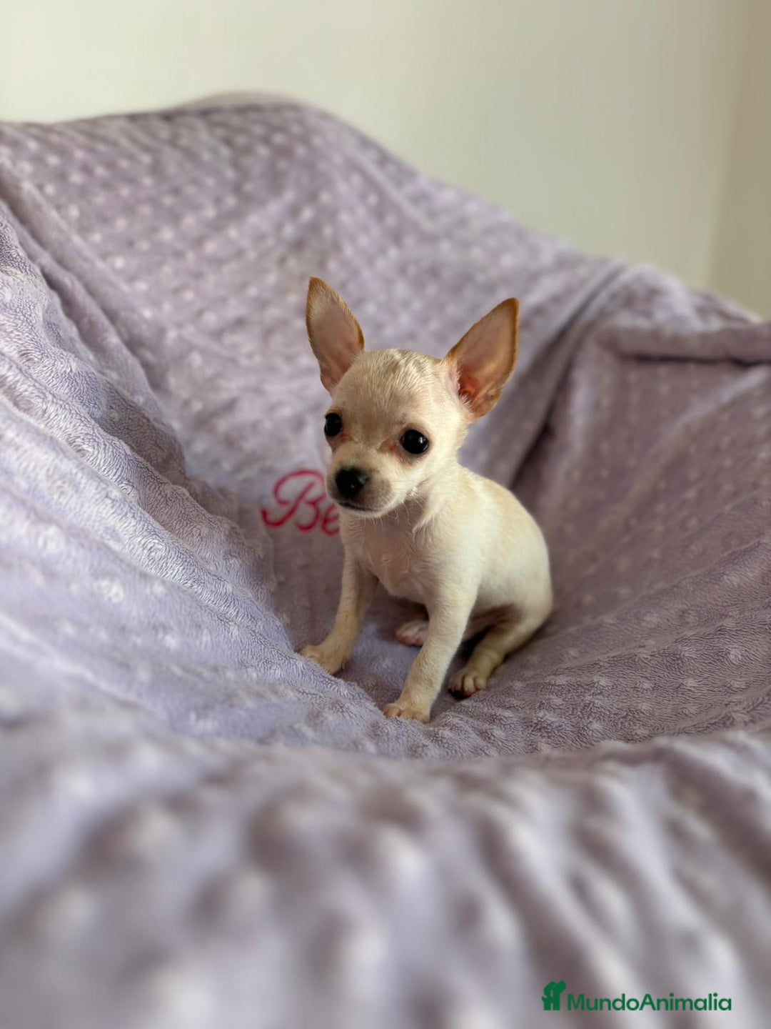 Chihuahua perros en venta: Chihuahuas micro toy - Imagen 6