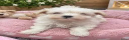 Bichón Maltés perros en venta: PRECIOSAS HEMBRAS DE BICHON MALTÉS MINI  - Anuncio 2