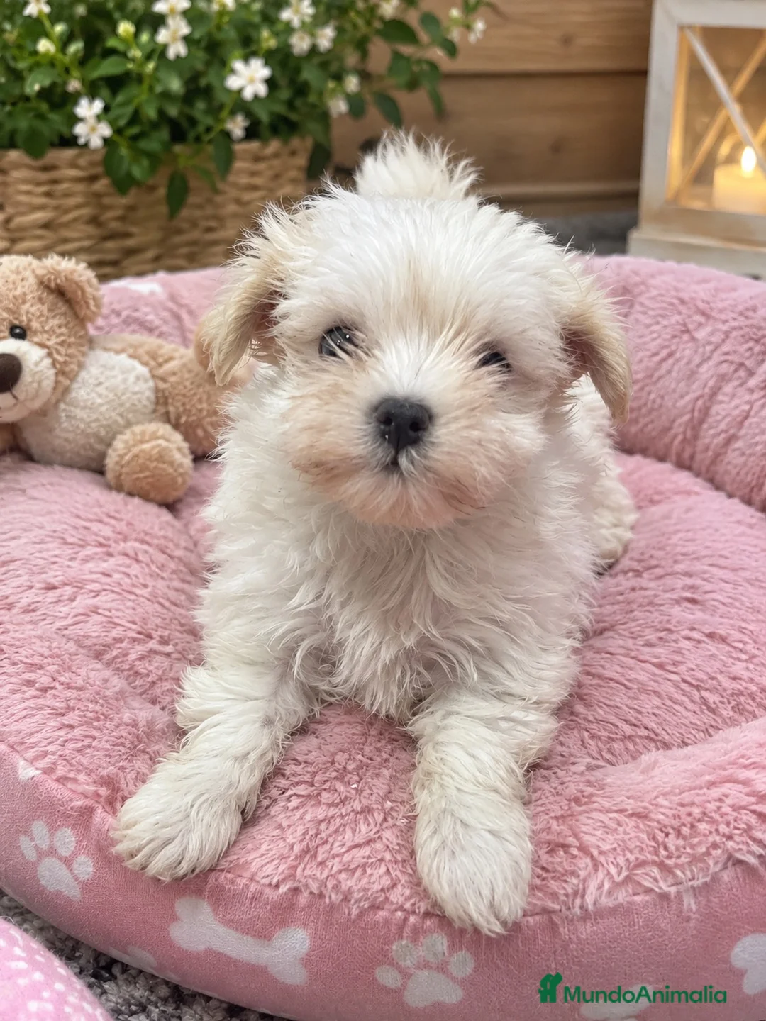 Bichón Maltés perros en venta: PRECIOSAS HEMBRAS DE BICHON MALTÉS MINI  - Anuncio 2