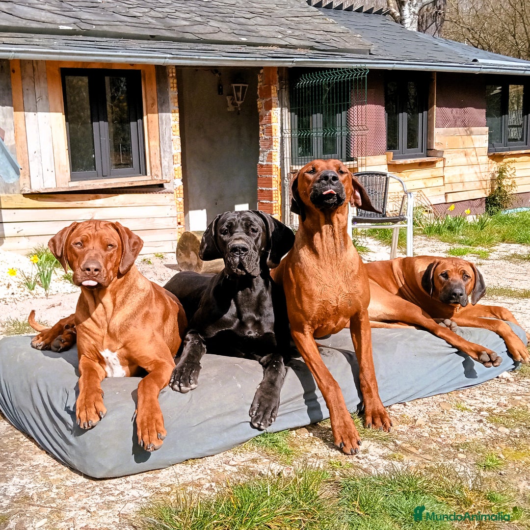 Rhodesian Ridgeback perros en adopcion: Adopción responsable – Rhodesian Ridgebacks  - Imagen 1